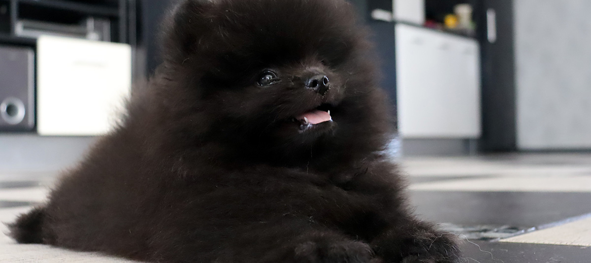 Pomeranian puppies for sale — LITTER E