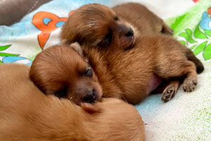Two beautiful litters!