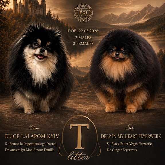 цуценята померанського шпіца київ