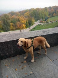 Как органично смотрится Макс на фоне желтеющей листвы