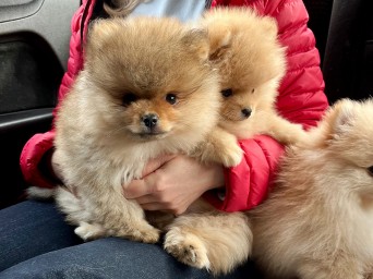 Preston & Persival Preston & Persival