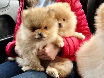 Preston & Persival Preston & Persival