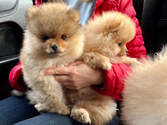 Preston & Persival Preston & Persival