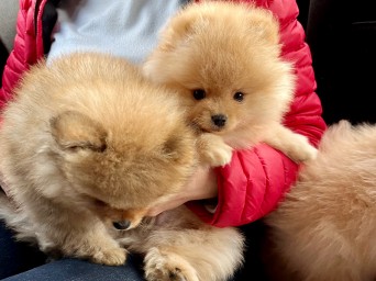 Preston & Persival Preston & Persival