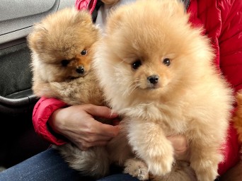 Preston & Persival Preston & Persival