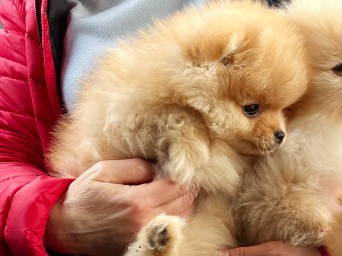 Persival Aurelius Lalapom Kyiv Persival Aurelius Lalapom Kyiv