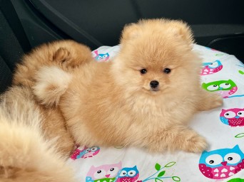 Persival Aurelius Lalapom Kyiv Persival Aurelius Lalapom Kyiv