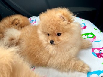 Persival Aurelius Lalapom Kyiv Persival Aurelius Lalapom Kyiv