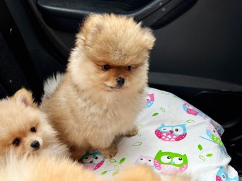 Preston Aurum Lalapom Kyiv Preston Aurum Lalapom Kyiv