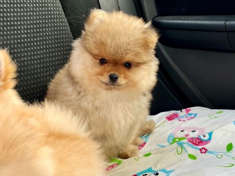 Preston Aurum Lalapom Kyiv Preston Aurum Lalapom Kyiv