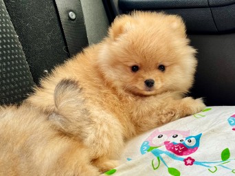 Persival Aurelius Lalapom Kyiv Persival Aurelius Lalapom Kyiv