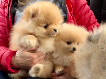 Persival Aurelius Lalapom Kyiv Persival Aurelius Lalapom Kyiv