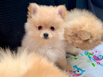 Page Nova Lalapom Kyiv Page Nova Lalapom Kyiv