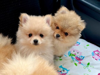 Page Nova Lalapom Kyiv Page Nova Lalapom Kyiv