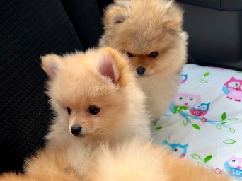 Page Nova Lalapom Kyiv Page Nova Lalapom Kyiv