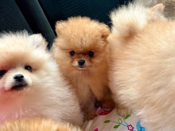 Riggs Flame Heart Lalapom Kyiv Riggs Flame Heart Lalapom Kyiv