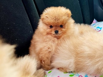 Rica Ruby Rose Lalapom Kyiv Rica Ruby Rose Lalapom Kyiv