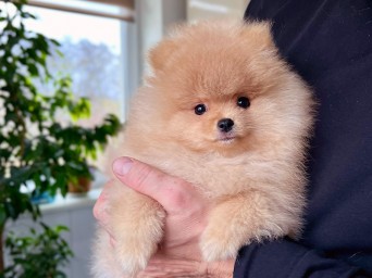 Persival Aurelius Lalapom Kyiv Persival Aurelius Lalapom Kyiv