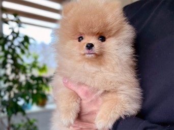 Persival Aurelius Lalapom Kyiv Persival Aurelius Lalapom Kyiv