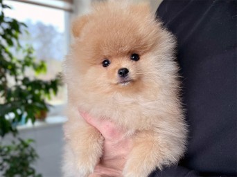 Persival Aurelius Lalapom Kyiv Persival Aurelius Lalapom Kyiv