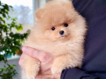 Persival Aurelius Lalapom Kyiv Persival Aurelius Lalapom Kyiv