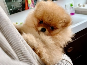 Riggs Flame Heart Lalapom Kyiv Riggs Flame Heart Lalapom Kyiv