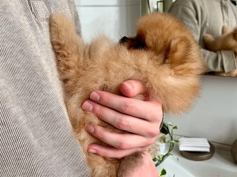 Riggs Flame Heart Lalapom Kyiv Riggs Flame Heart Lalapom Kyiv