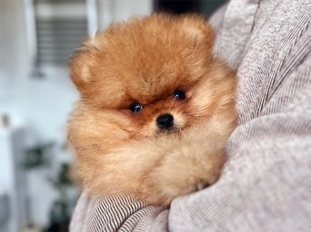 Riggs Flame Heart Lalapom Kyiv Riggs Flame Heart Lalapom Kyiv