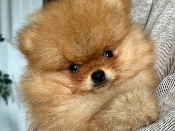 Riggs Flame Heart Lalapom Kyiv Riggs Flame Heart Lalapom Kyiv