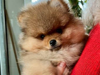 Preston Aurum Lalapom Kyiv Preston Aurum Lalapom Kyiv