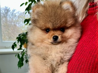 Preston Aurum Lalapom Kyiv Preston Aurum Lalapom Kyiv