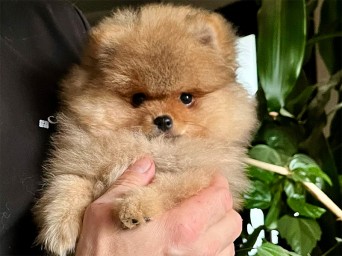 Preston Aurum Lalapom Kyiv Preston Aurum Lalapom Kyiv