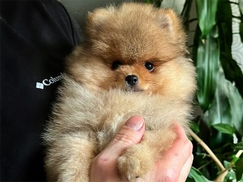 Preston Aurum Lalapom Kyiv Preston Aurum Lalapom Kyiv