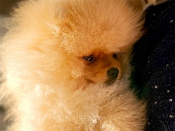 Richie Gold Lalapom Kyiv