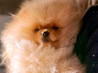 Richie Gold Lalapom Kyiv