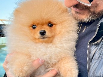 Richie Gold Lalapom Kyiv