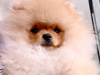 Richie Gold Lalapom Kyiv