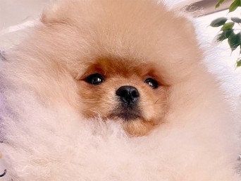 Richie Gold Lalapom Kyiv