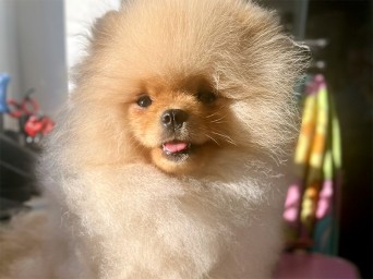 Richie Gold Lalapom Kyiv