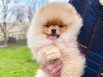 Richie Gold Lalapom Kyiv