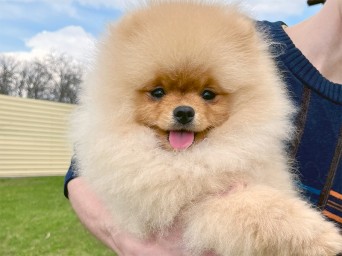 Richie Gold Lalapom Kyiv