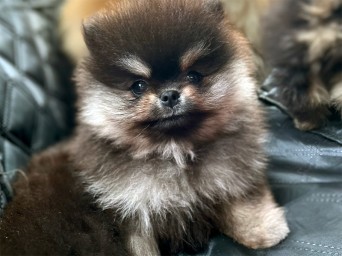 Tina Tiny