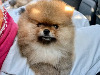 Ugo Morning Symphony Ugo Morning Symphony