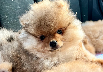 Preston Aurum Lalapom Kyiv