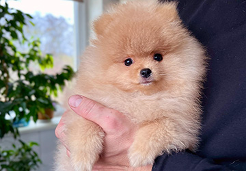 Persival Aurelius Lalapom Kyiv