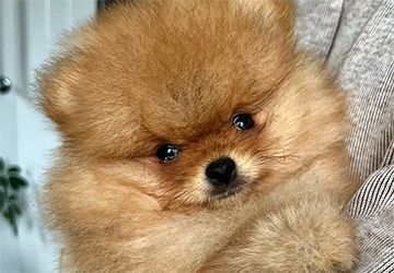 Riggs Flame Heart Lalapom Kyiv