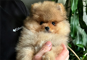 Preston Aurum Lalapom Kyiv