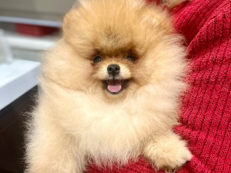 Riggs Flame Heart Lalapom Kyiv