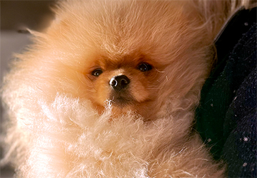 Richie Gold Lalapom Kyiv