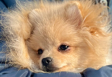 Polly Grace Lalapom Kyiv